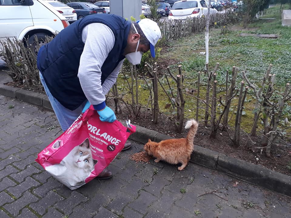 Sokak Hayvanlar Dzenli Besleniyor